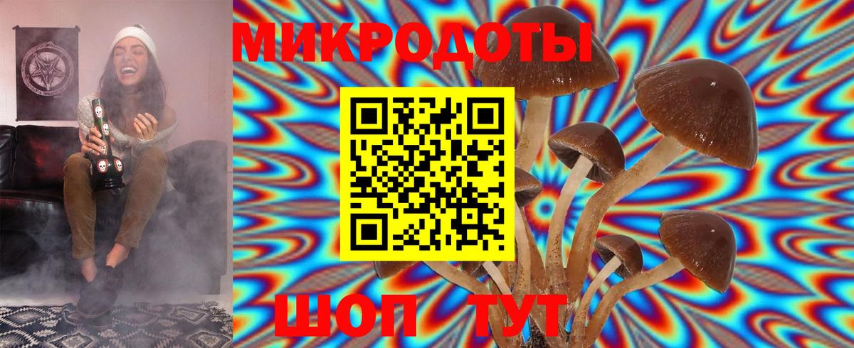 Галлюциногенные грибы Psilocybine cubensis Нерюнгри